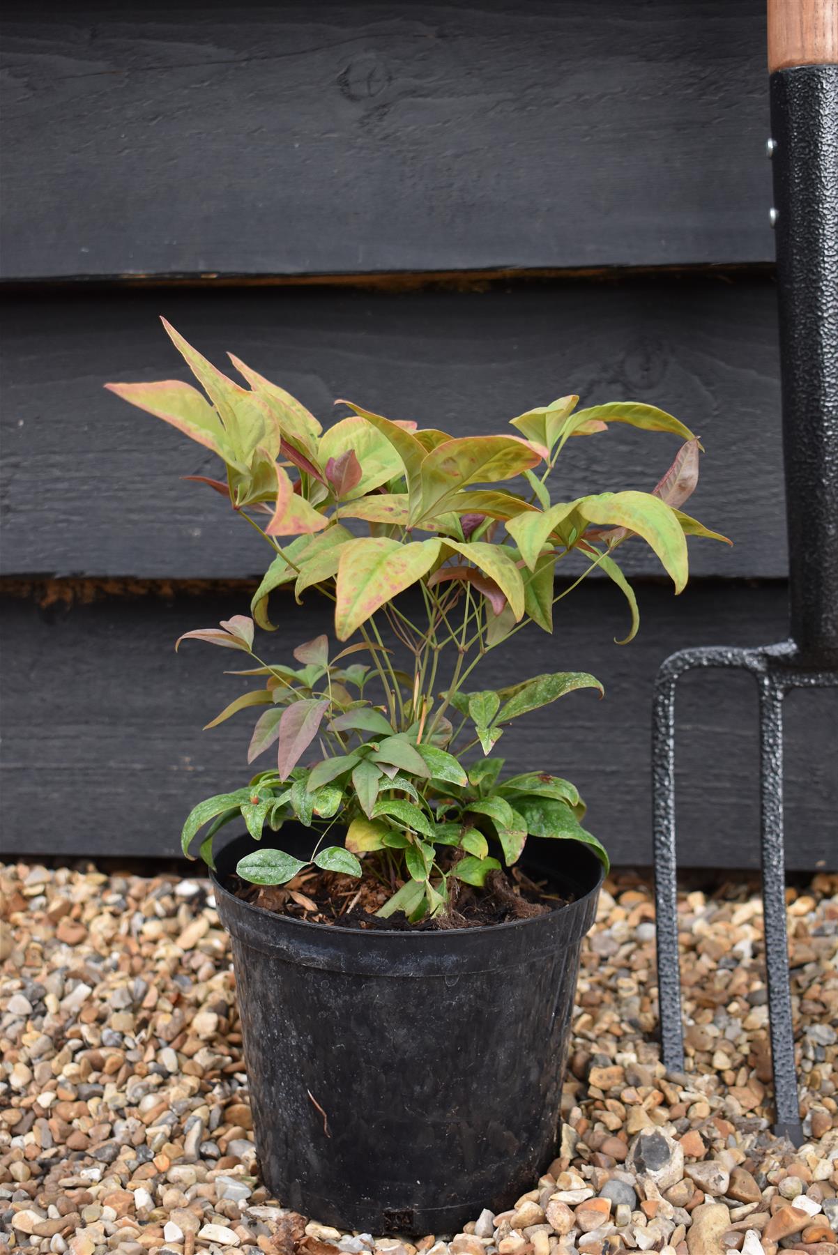 Nandina domestica Pink Blush - 20-40cm - 3lt