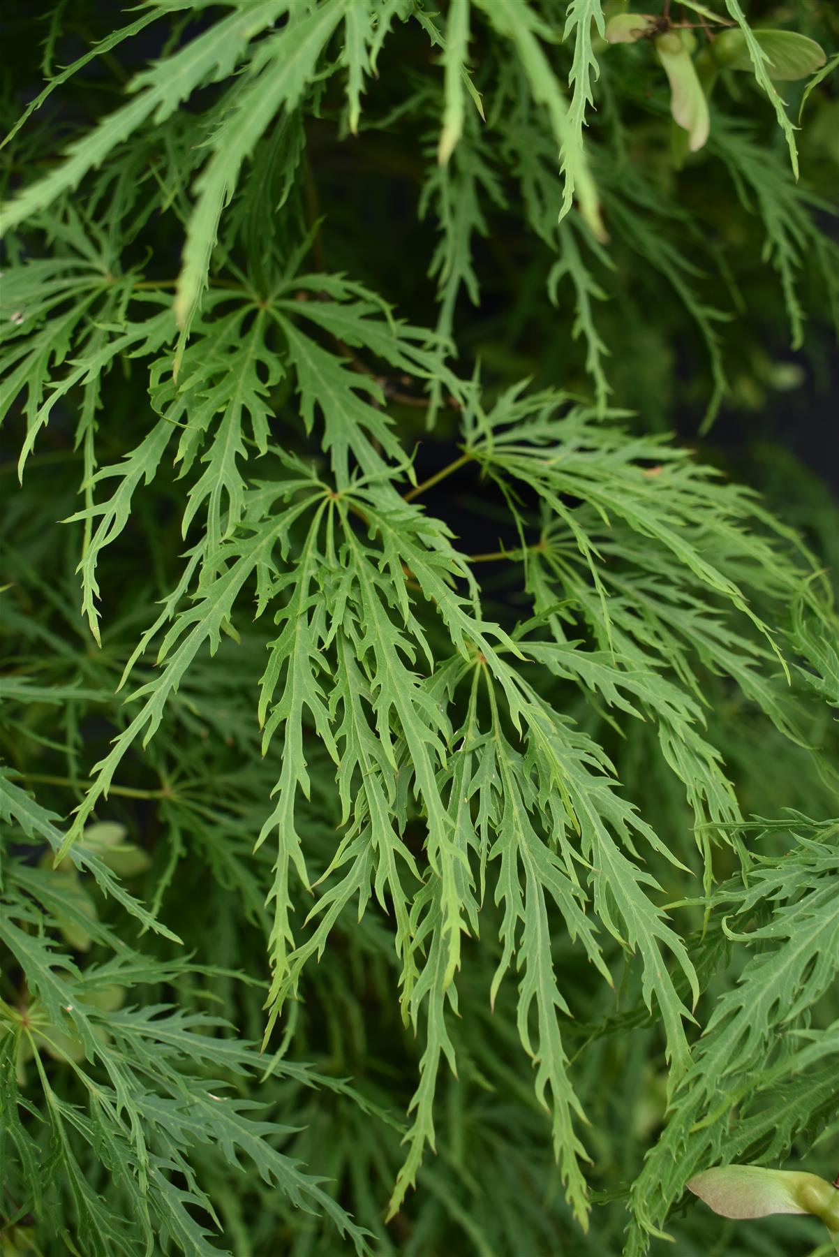 Acer palmatum dissectum | laceleaf Japanese maple - Height 220-240cm - 130lt