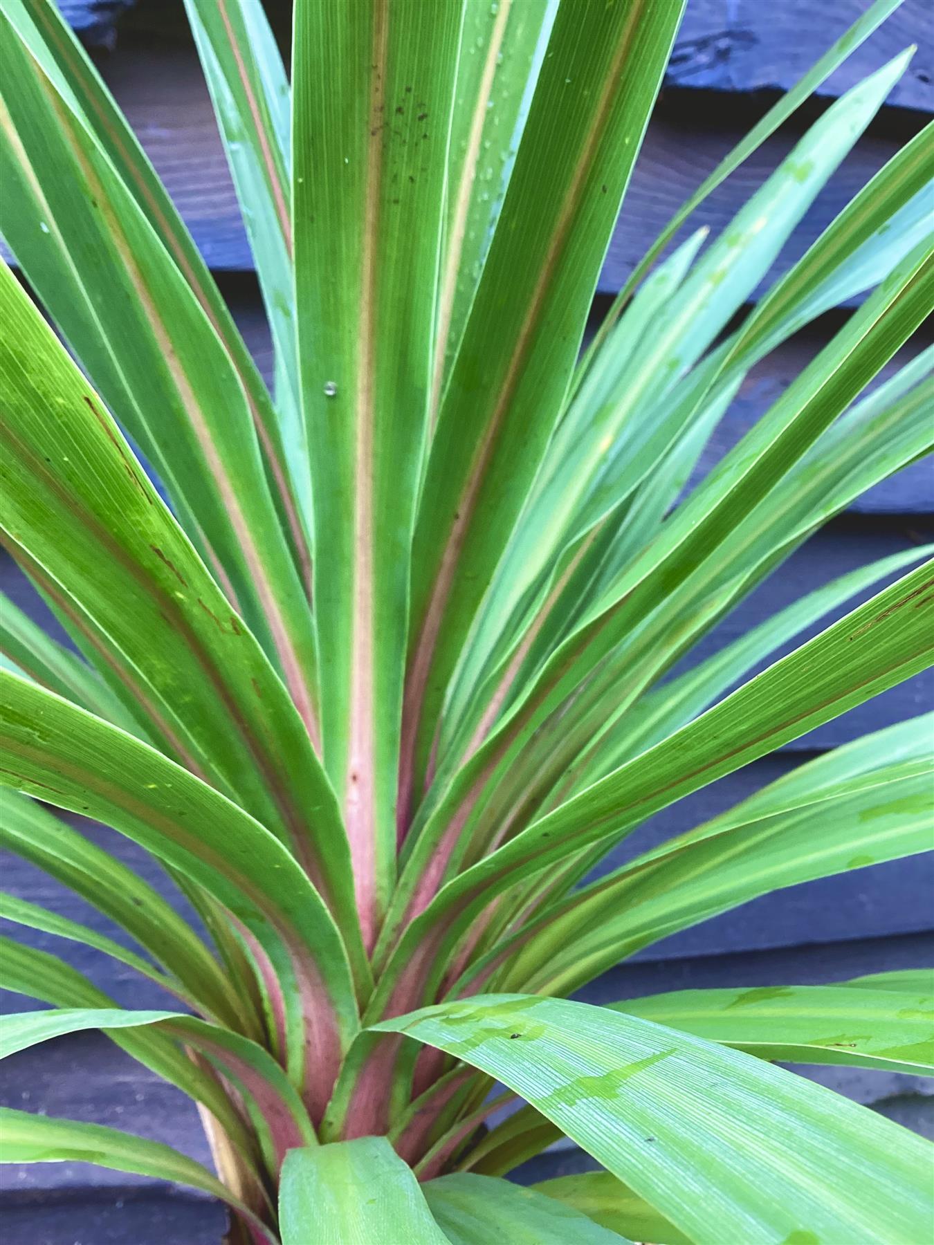 Cordyline australis Peko | Peko 60-80cm - 20lt