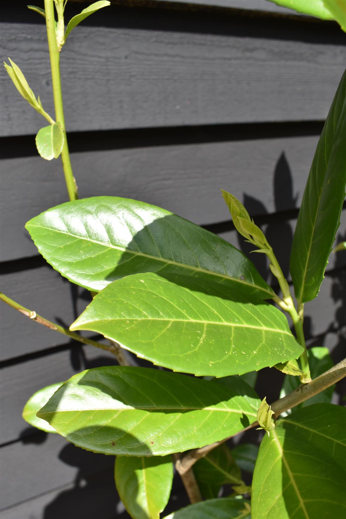 Cherry Laurel  Prunus laurocerasus Rotundifolia  - Instant Hedging - Pot Grown - Height 150-170cm - 20lt