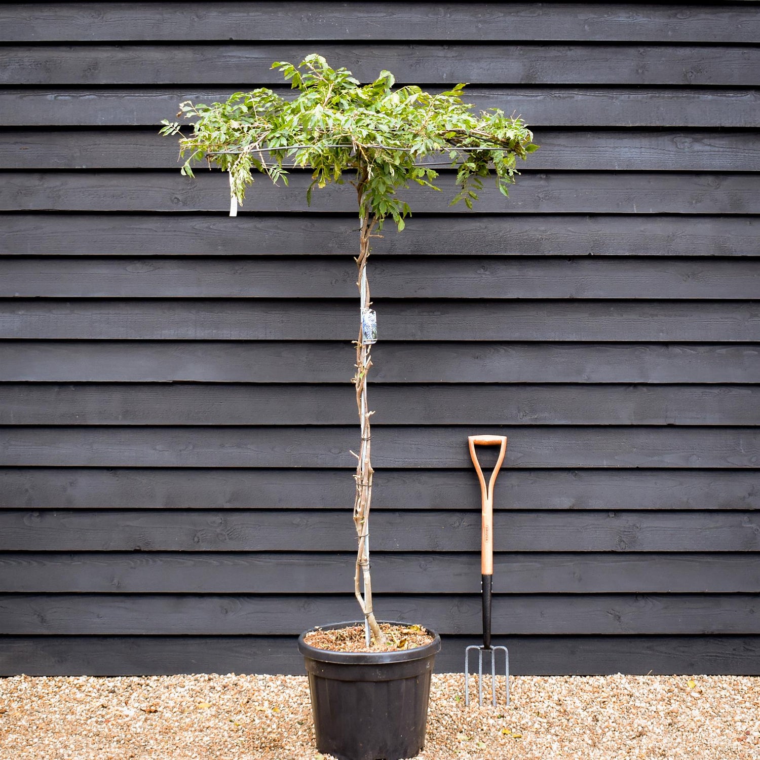 Wisteria floribunda 'Prolific' Purple - Metal Round 'Umbrella' Roof Espalier - Stem 170cm - Height 200cm - 45lt