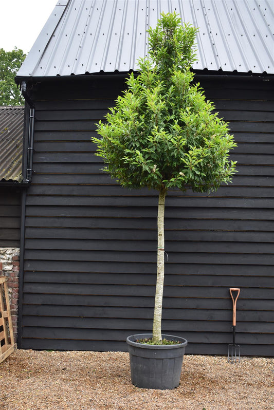 Portuguese Laurel Tree | Prunus lusitanica Mytrofolia - Height 200-230cm - Girth 20-25cm - 110lt