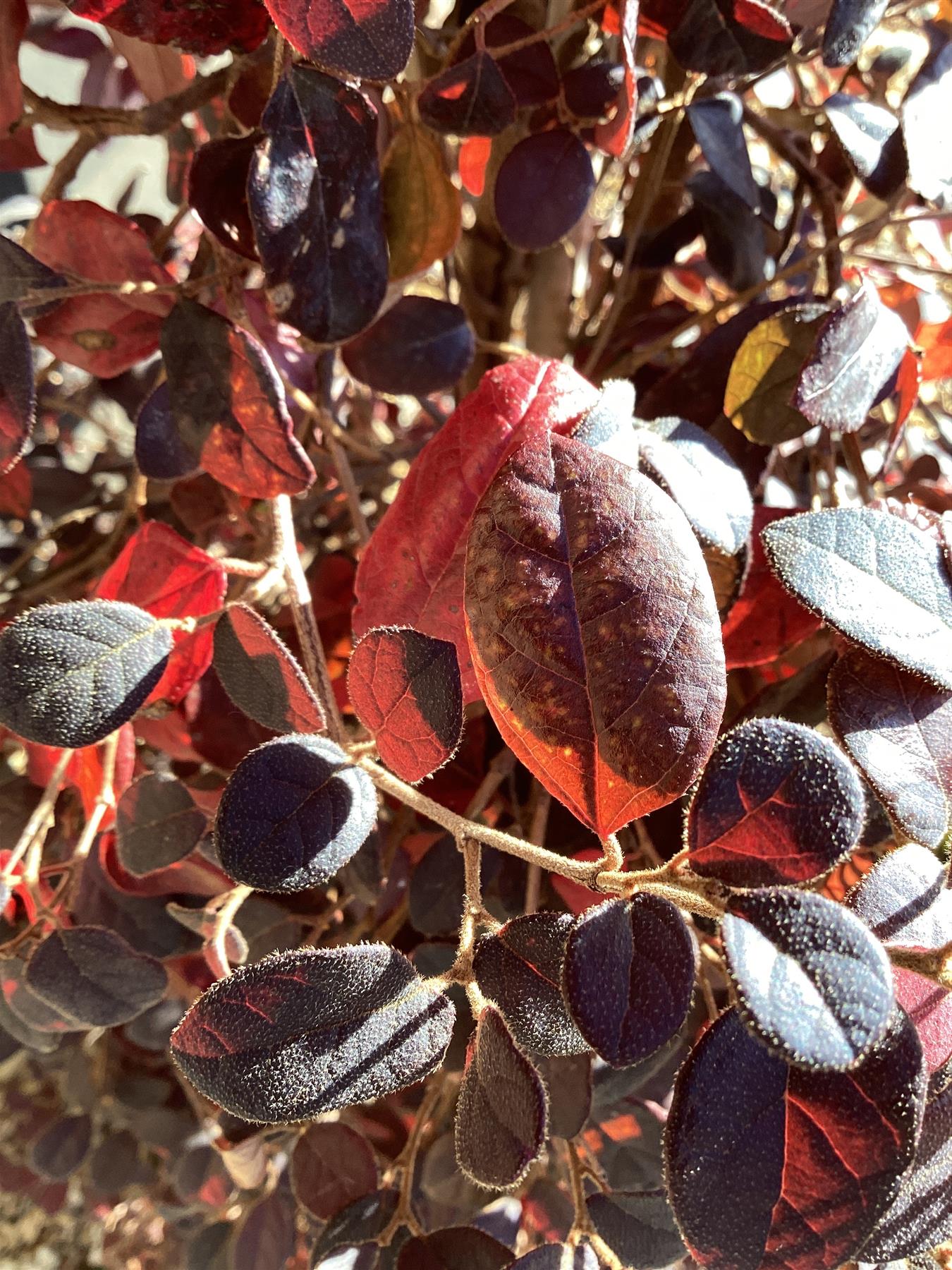 Loropetalum chinense Black Pearl - Pyramid - 140-150cm, 20lt