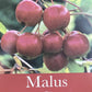 Crab apple | Malus Gorgeous  - 160-180cm - 12lt