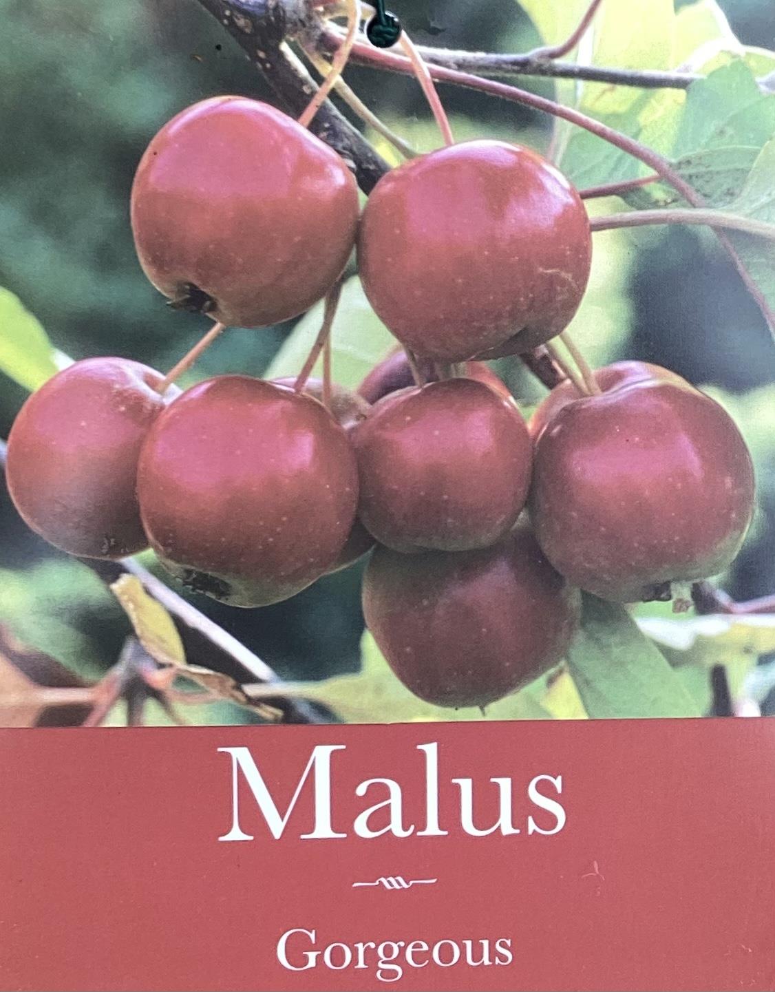 Crab apple | Malus Gorgeous  - 160-180cm - 12lt