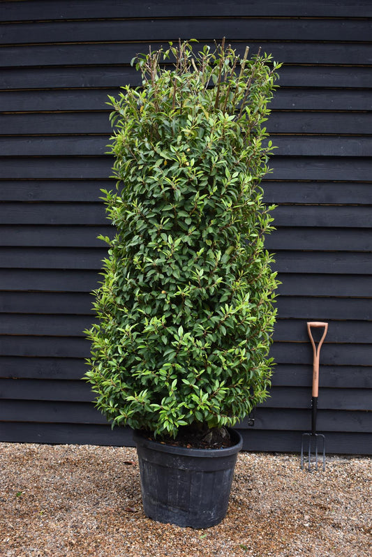 Portuguese Laurel | Prunus lusitanica 'Angustifolia'  -Bushy  Columnar - 220-240cm - 90lt