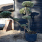 Olive Tree | Olea Europea - Specimen - Triple branch cloud - 7 Clouds plated - Height 200cm - 285lt