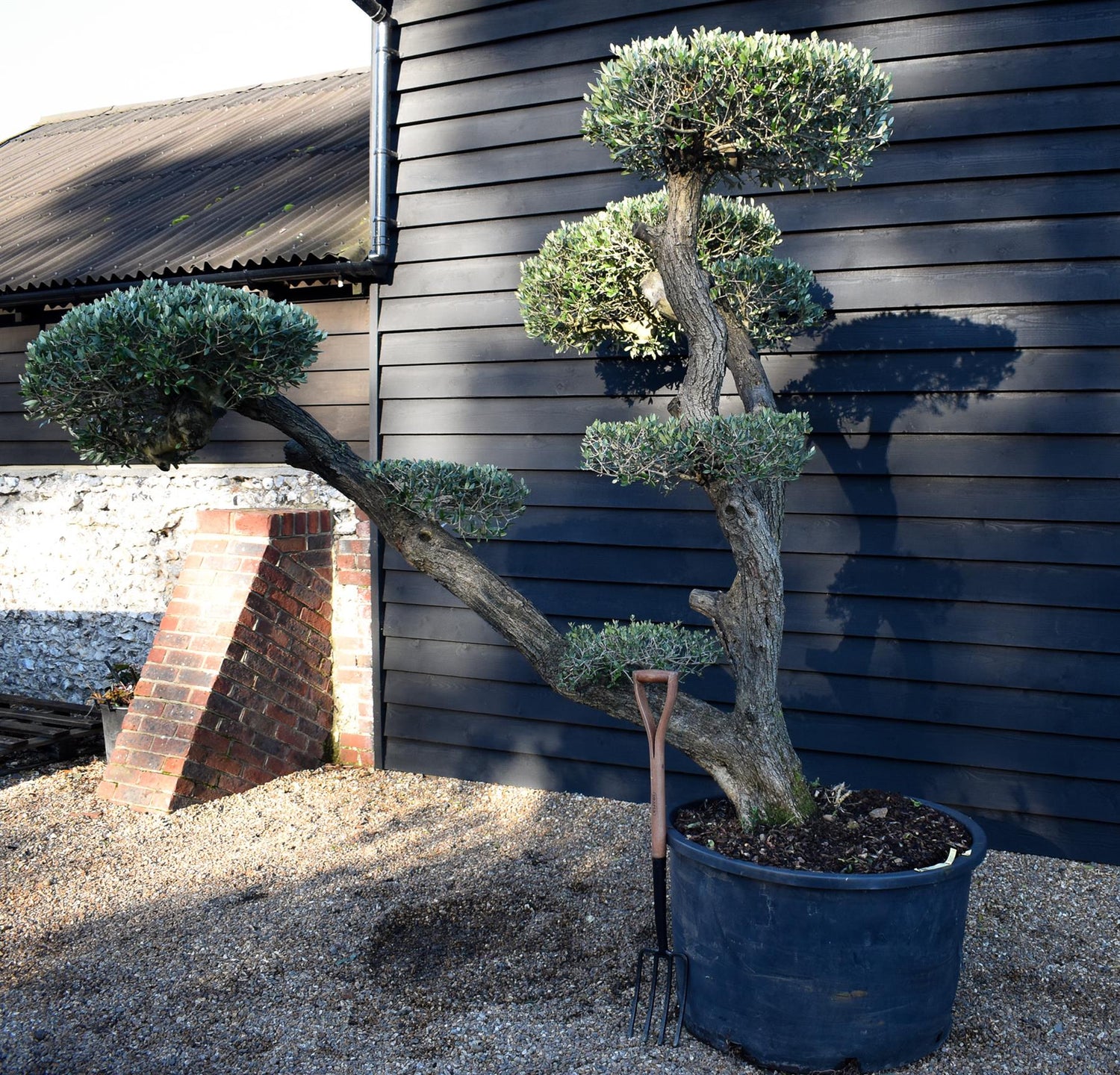 Olive Tree | Olea Europea - Specimen - Triple branch cloud - 7 Clouds plated - Height 200cm - 285lt