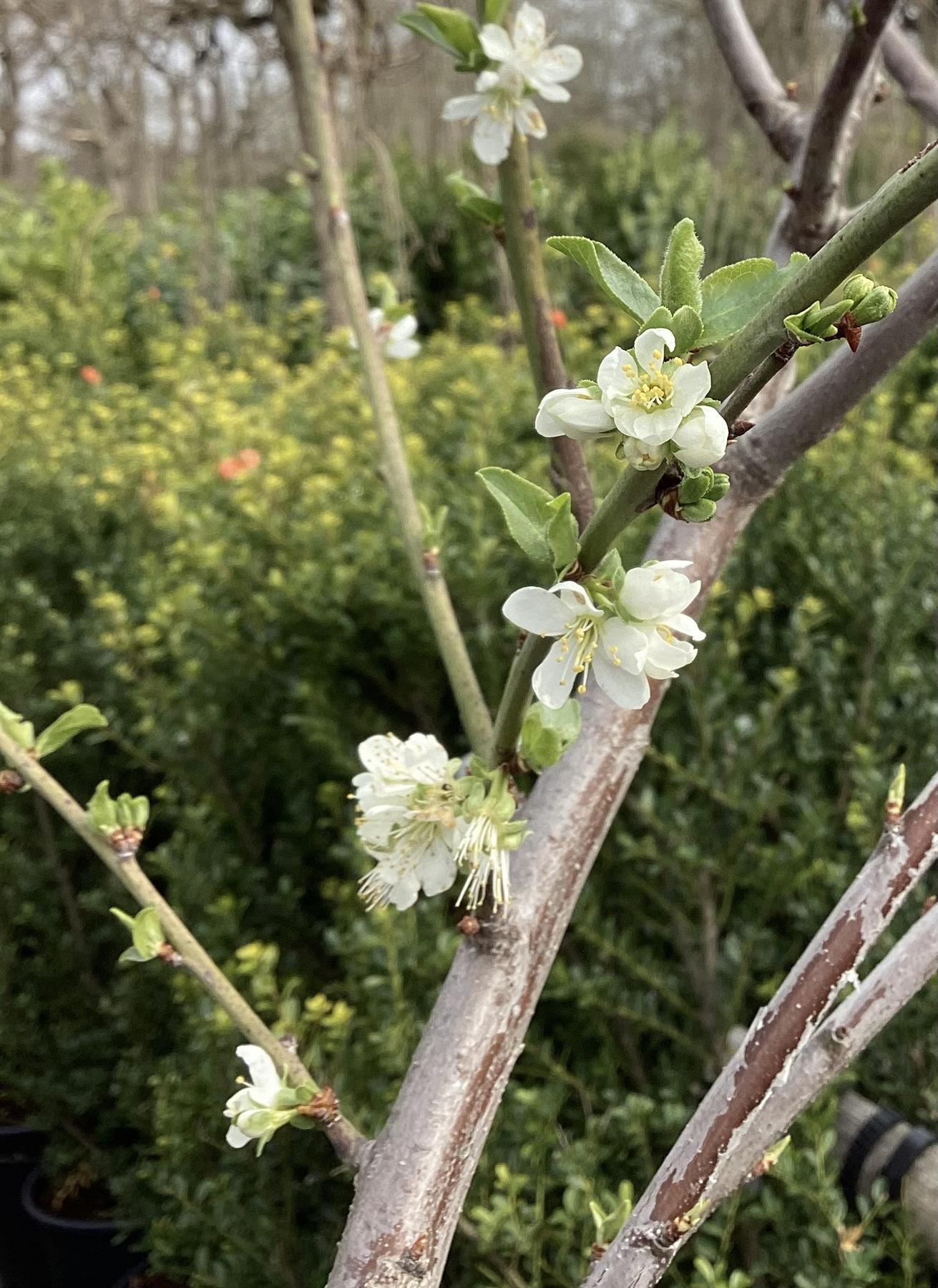 Plum tree 'Mirabelle de Nancy' | Prunus domestica - Girth 18-20cm - 220-240cm - 50lt