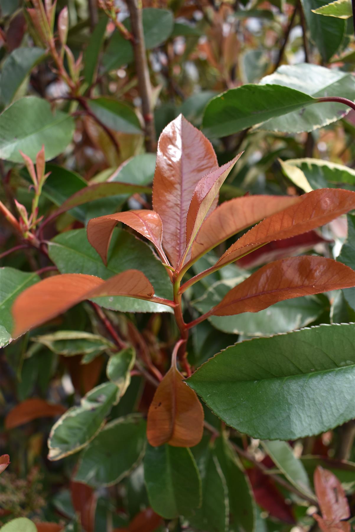 Photinia Louise | Christmas berry 'Louise' - Height - 230-260cm - 70lt