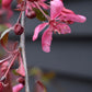 Malus Royal Beauty | Purple Weeping Crab Apple Tree - Height 160-180cm - 20lt