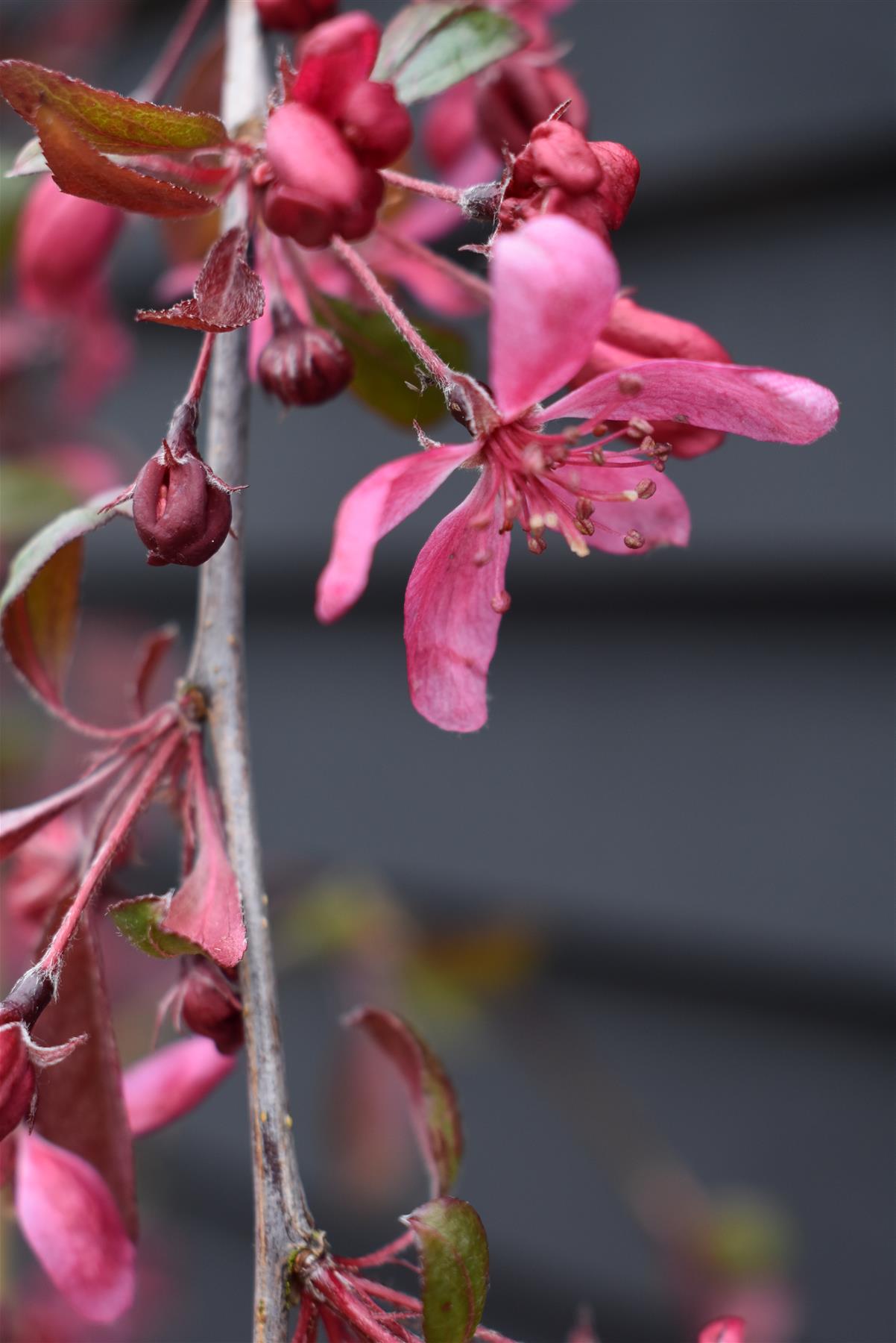 Malus Royal Beauty | Purple Weeping Crab Apple Tree - Height 160-180cm - 20lt