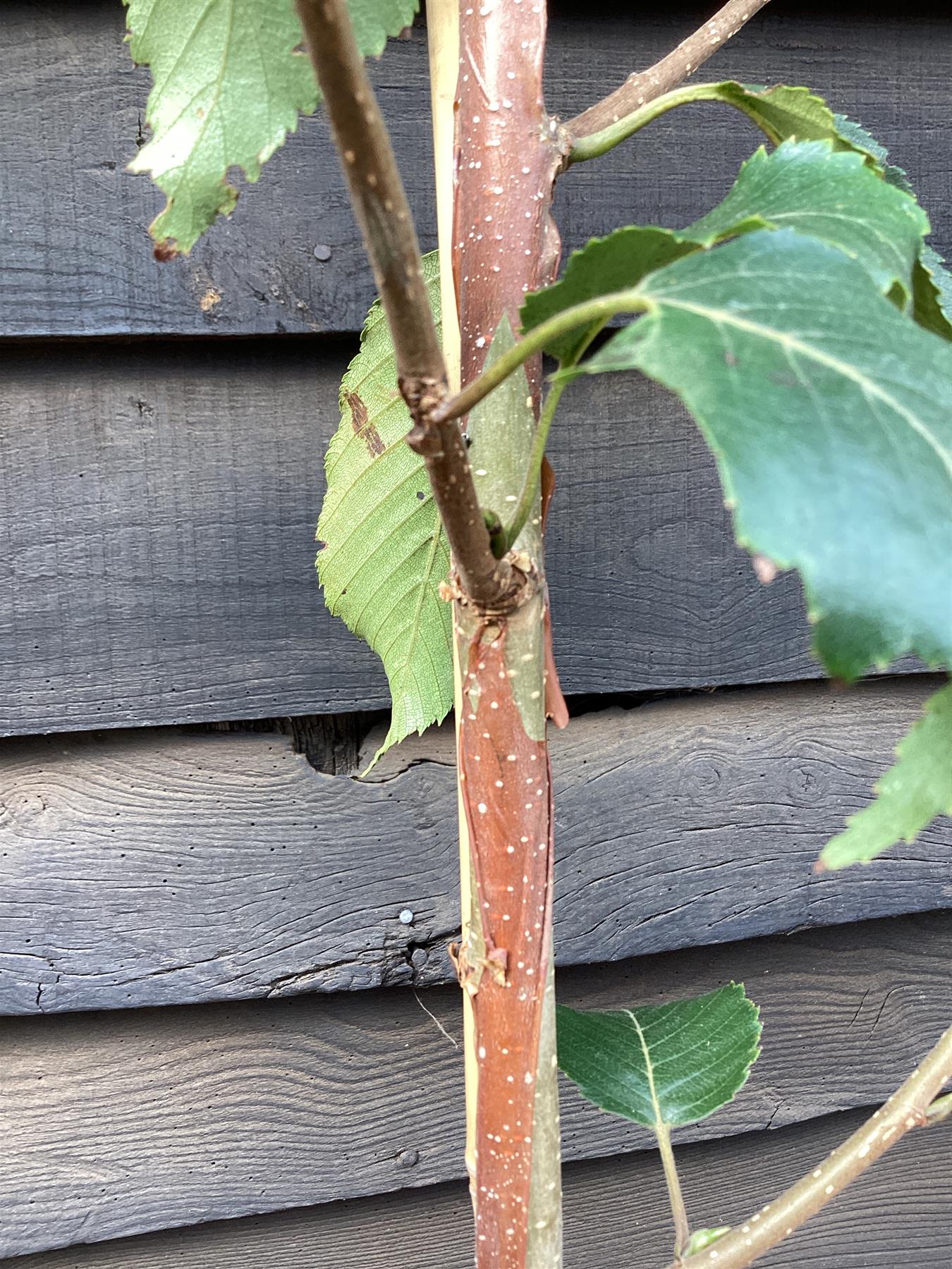 Betula utilis Grayswood Ghost 1/2 std Clear Stem | Himalayan birch 'Grayswood Ghost'  - 180-200cm, 15lt