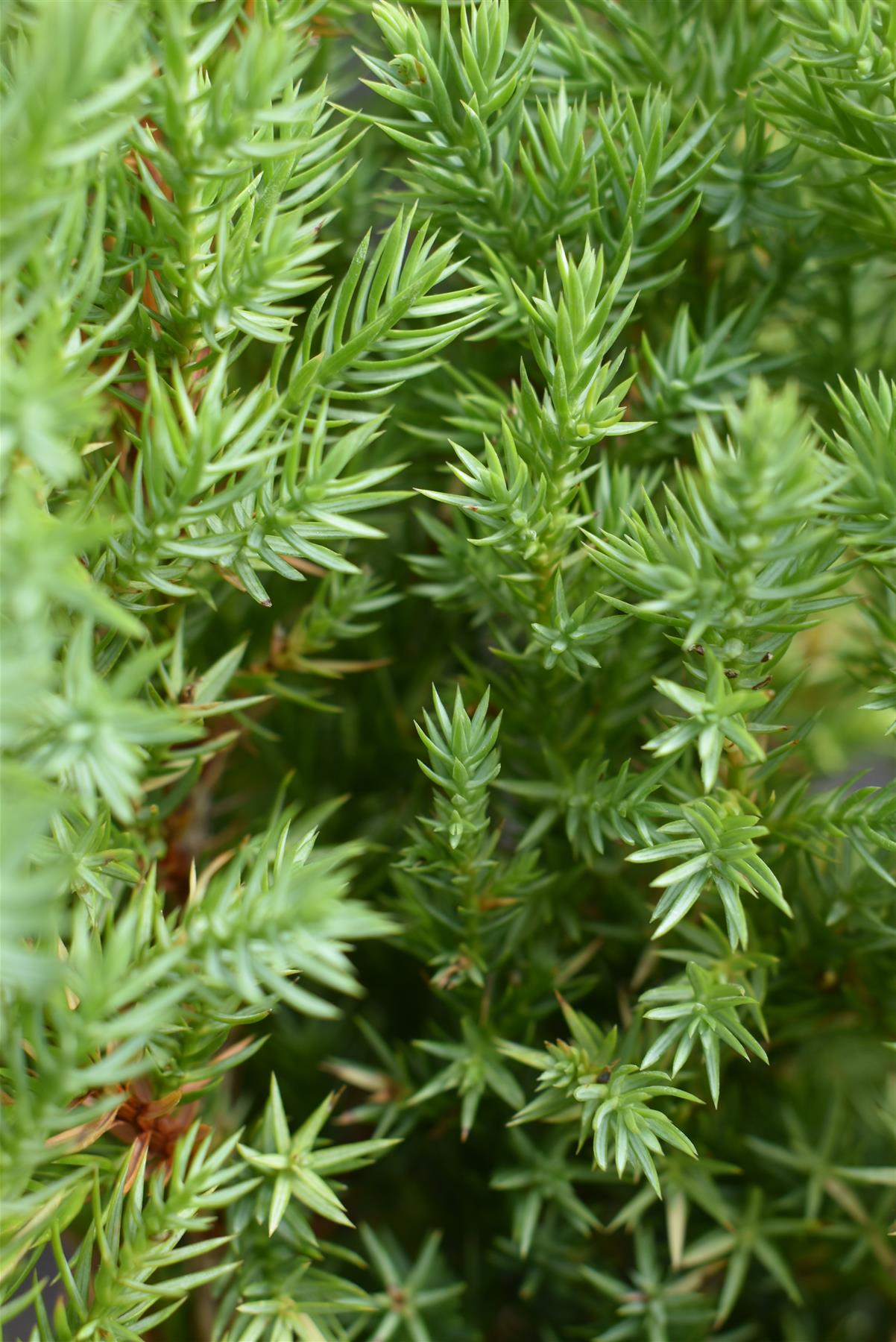 Juniperus chinensis 'Stricta' - Height 60-70cm -5lt