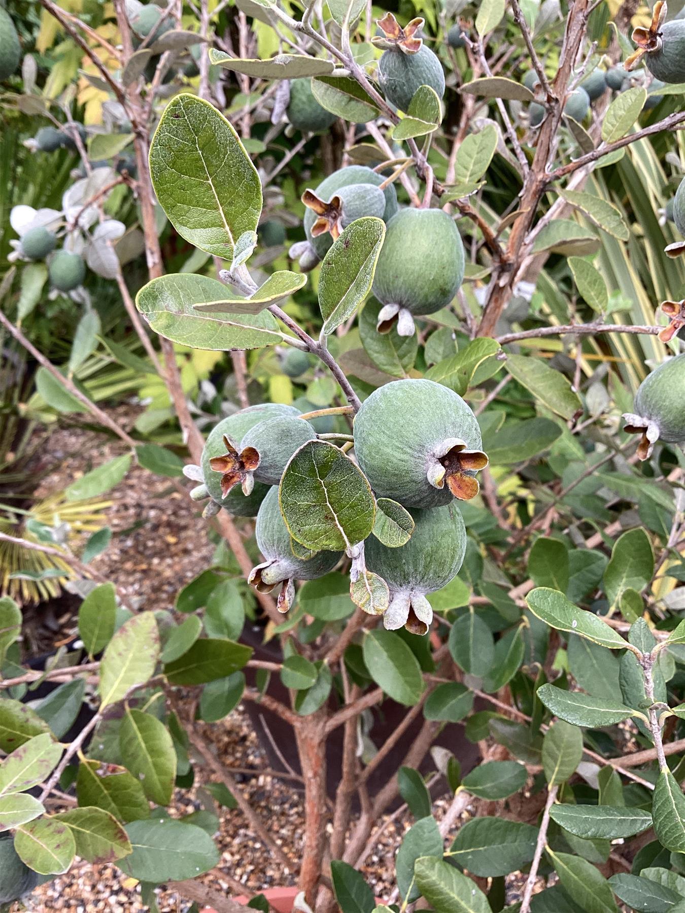 Feijoa sellowiana | Pineapple Guava - Parachute - Bowl - Height 80-100cm - 40lt