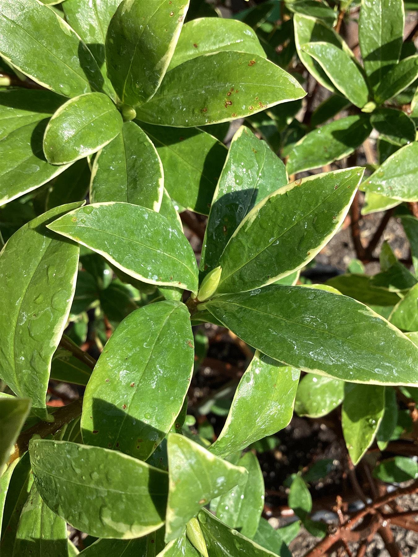 Daphne odora 'Perfume Princess' - 18lt