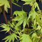 Acer palmatum 'Jordan' | Japanese maple 'Jordan' - Narrow - 140-150cm - 18-20lt