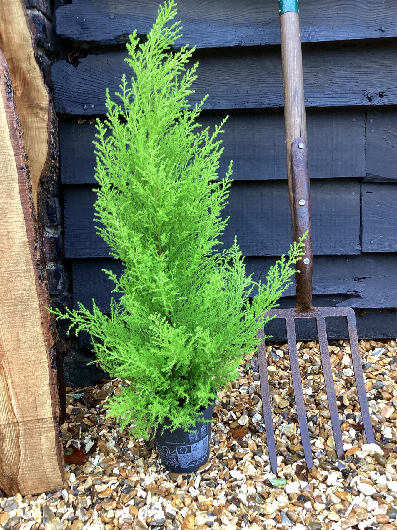 Cupressus macrocarpa 'Goldcrest' - 40-50cm, 2lt