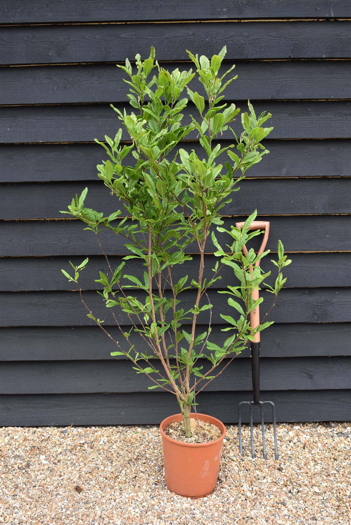 Magnolia Stellata - Bush - 140-150cm -10lt