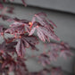 Japanese maple 'Black Lace' | Acer palmatum  - Height 160-170cm - 18-20lt