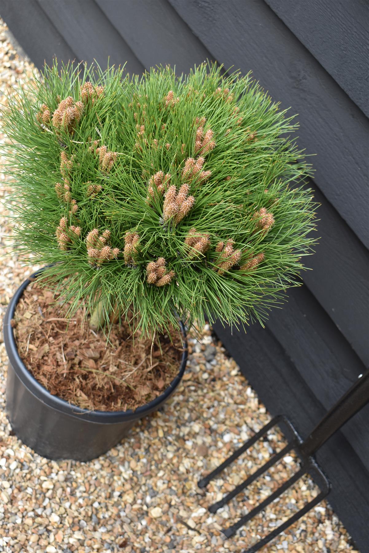 Pinus 'Marie Bregeon' - Clear Stem 20cm - Height 50-60cm - Width 40cm - 15lt