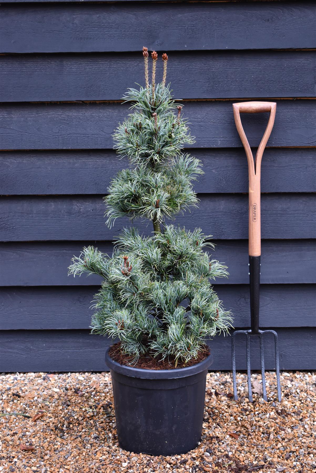 Pinus parviflora 'Bonnie Bergman' | Japanese white pine - Height 80-90cm - 18lt