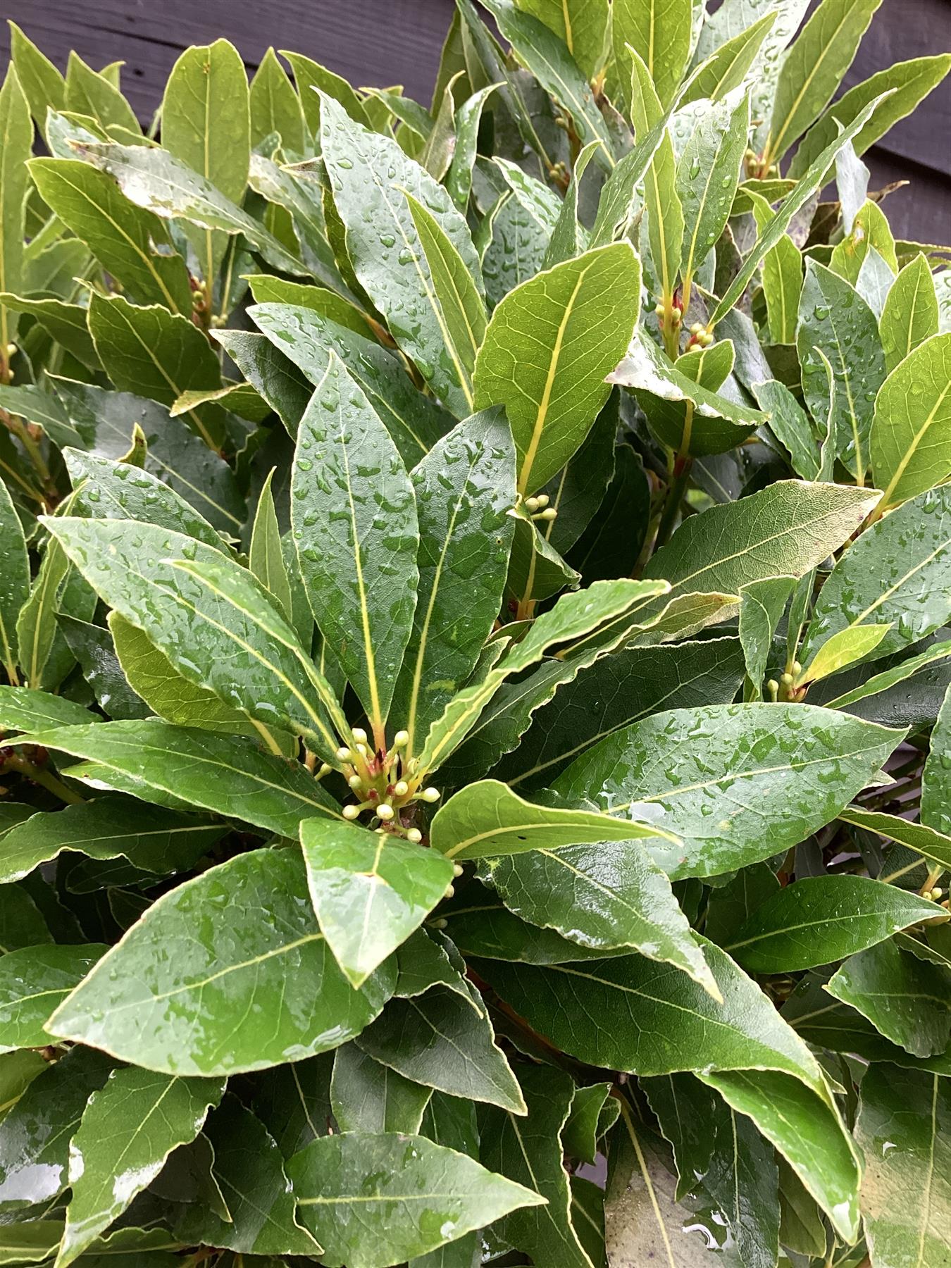 Laurus nobilis | Bay laurel 1/2 std  Clear Stem - 100-150cm, 15lt