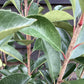 Photinia x fraseri Red Robin - Shrub - Hedging - Bush - Height 100-150cm - 15lt