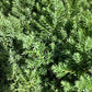 Juniperus procumbens 'Nana' - 20-30cm - 10lt