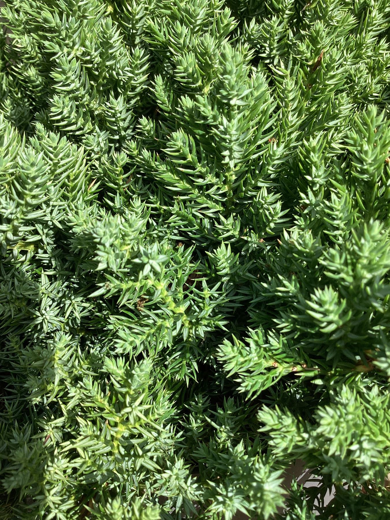 Juniperus procumbens 'Nana' - 20-30cm - 10lt