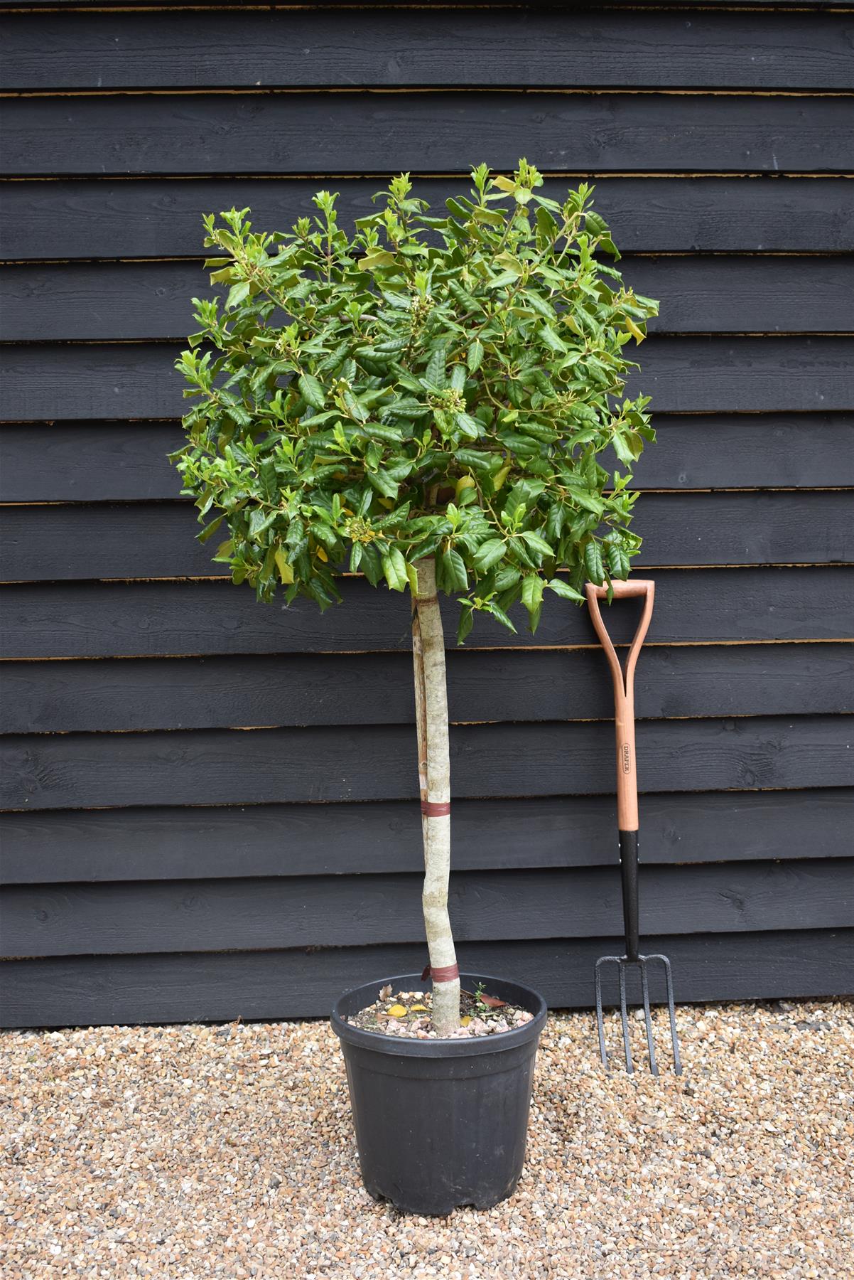 Ilex 'Nellie R. Stevens' | Holly - Clear Stem 80-90cm - Height 140-150cm - 35lt