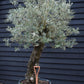 Olive Tree |  Olea Europea - Specimen - Leaning gnarly - Trunk height 110cm - Height 200-220cm - Girth 70cm -160lt