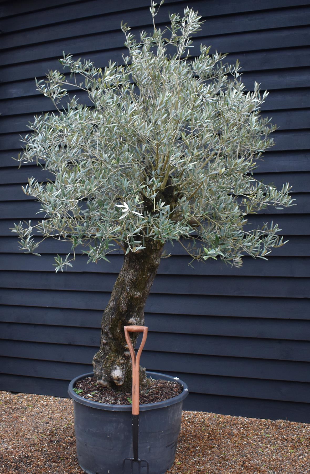 Olive Tree |  Olea Europea - Specimen - Leaning gnarly - Trunk height 110cm - Height 200-220cm - Girth 70cm -160lt