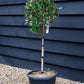 Photinia Chico | Christmas Berry ‘Chico’ - Clear Stem 40cm - 70-100cm - 15lt