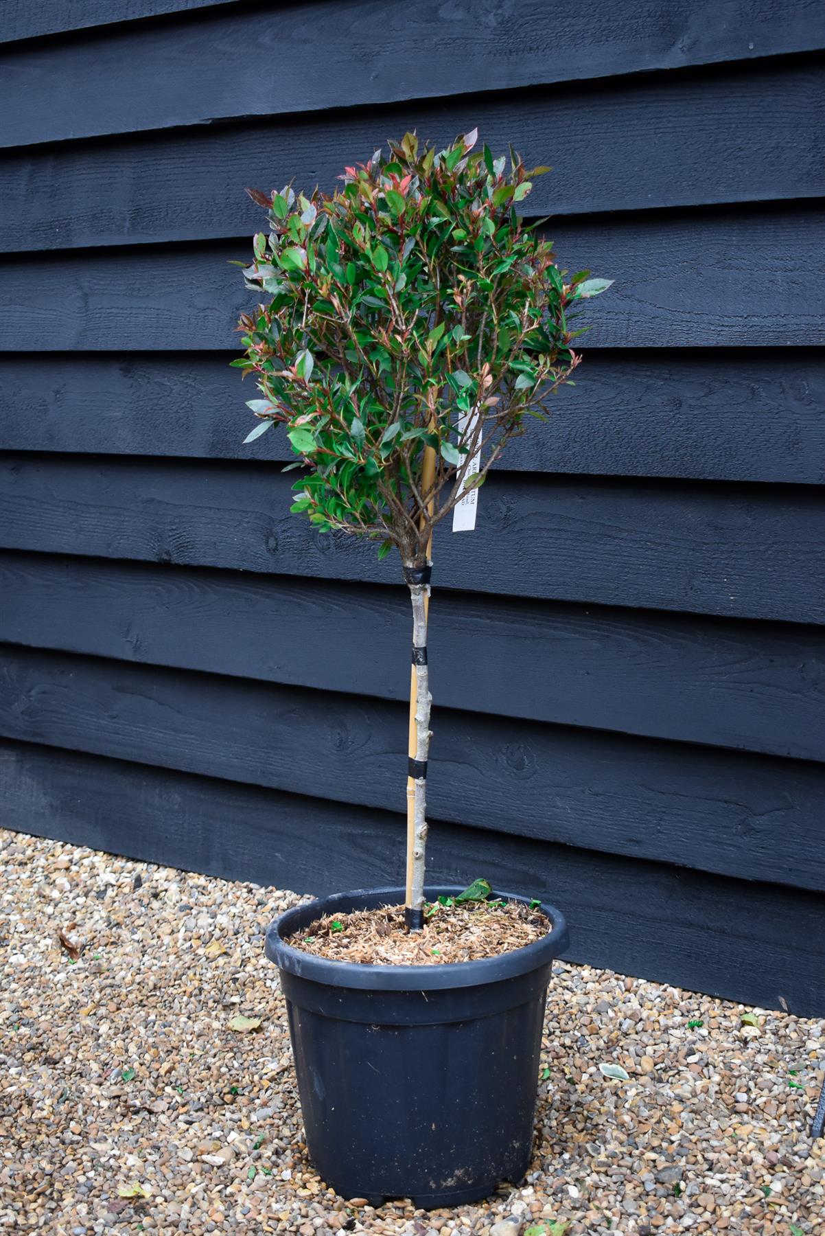 Photinia Chico | Christmas Berry ‘Chico’ - Clear Stem 40cm - 70-100cm - 15lt