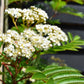 Sorbus 'Joseph Rock' | Mountain Ash 'Joseph Rock' - 200-250cm, 10lt