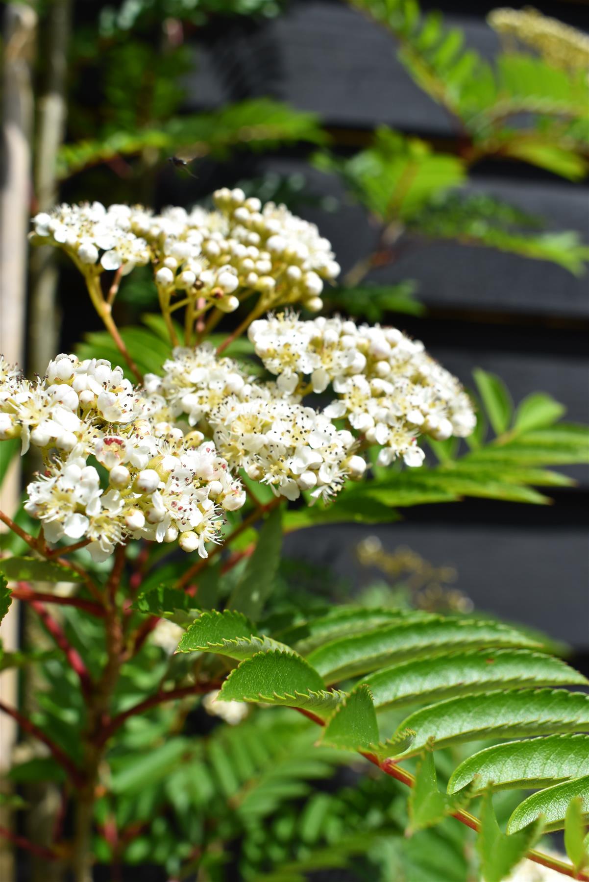 Sorbus 'Joseph Rock' | Mountain Ash 'Joseph Rock' - 200-250cm, 10lt