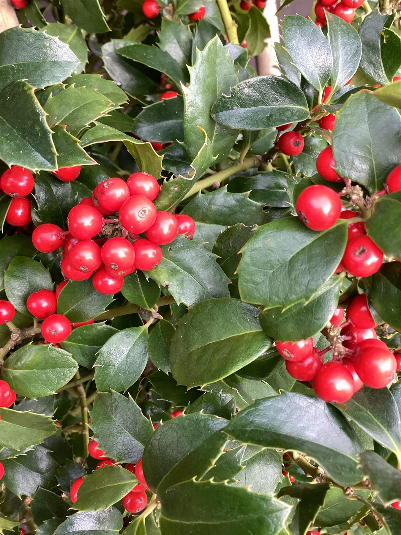 Ilex Meserveae Heckenfee | Blue Holly Heckenfee - Cone - 175cm, 35lt