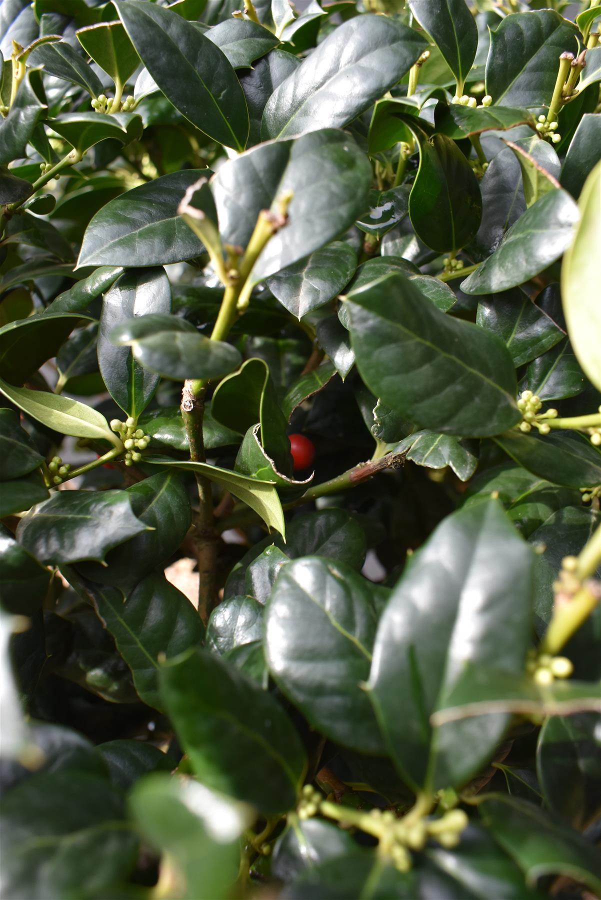 Ilex 'Nellie R. Stevens' | Holly 'Nellie R. Stevens' - Multistem - 100-120cm - 90lt