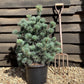 Pinus parviflora 'Negishi' | Japanese white pine 'Negishi' - 65-70cm, 12lt