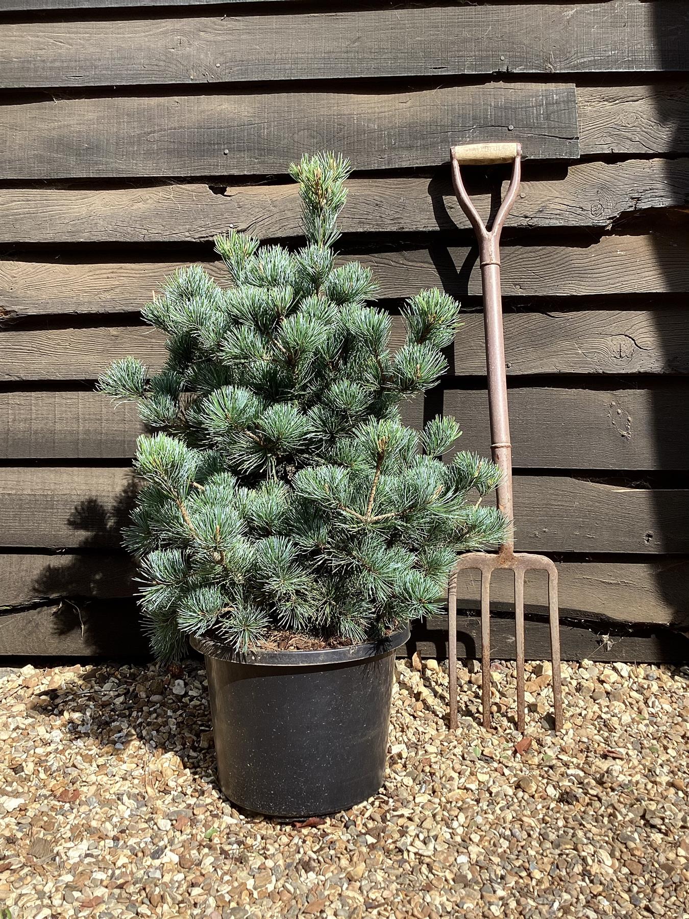 Pinus parviflora 'Negishi' | Japanese white pine 'Negishi' - 65-70cm, 12lt