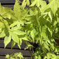 Acer palmatum 'Summer Gold' | Japanese maple 'Summer Gold' - Bushy - 100-150cm - 20lt