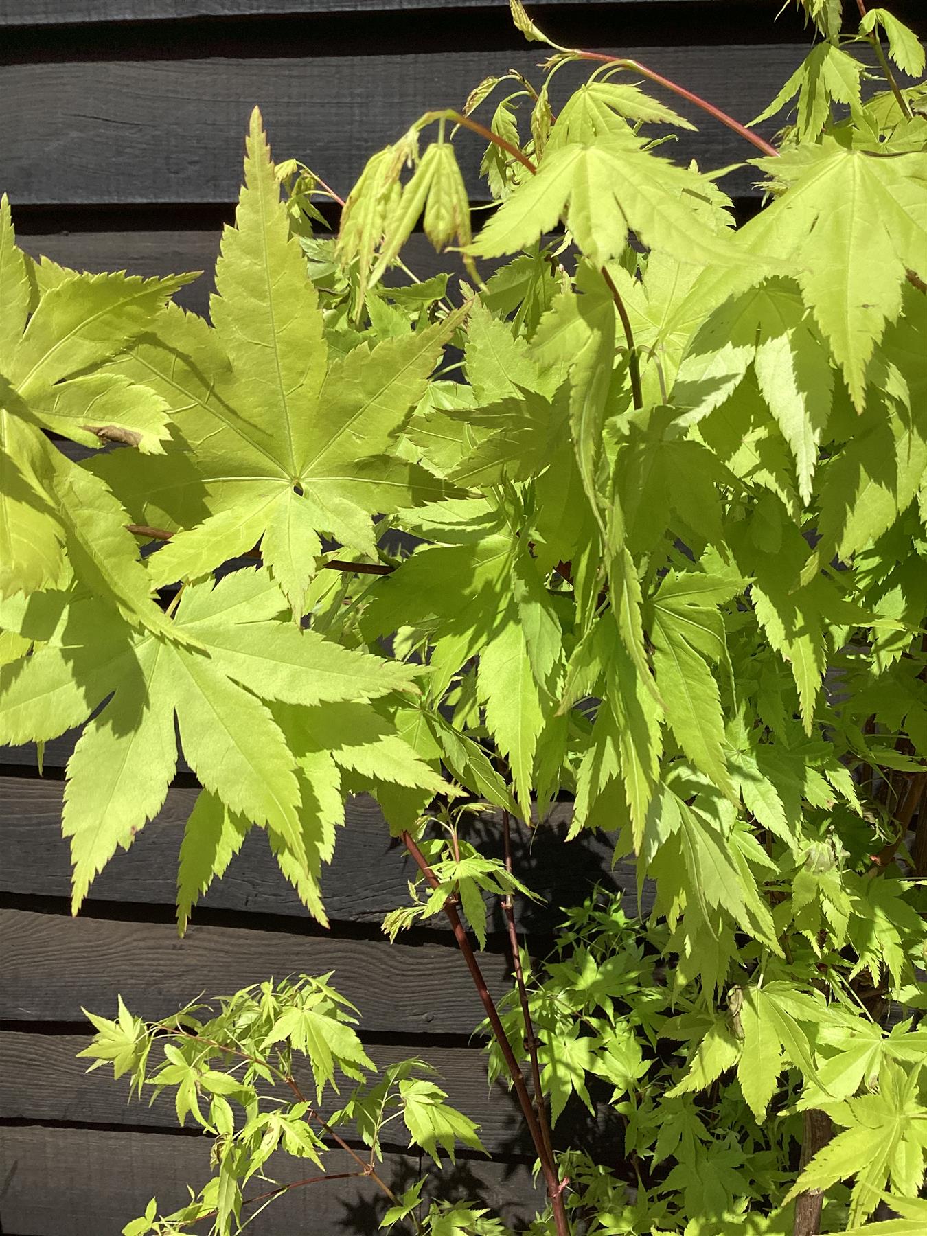 Acer palmatum 'Summer Gold' | Japanese maple 'Summer Gold' - Bushy - 100-150cm - 20lt