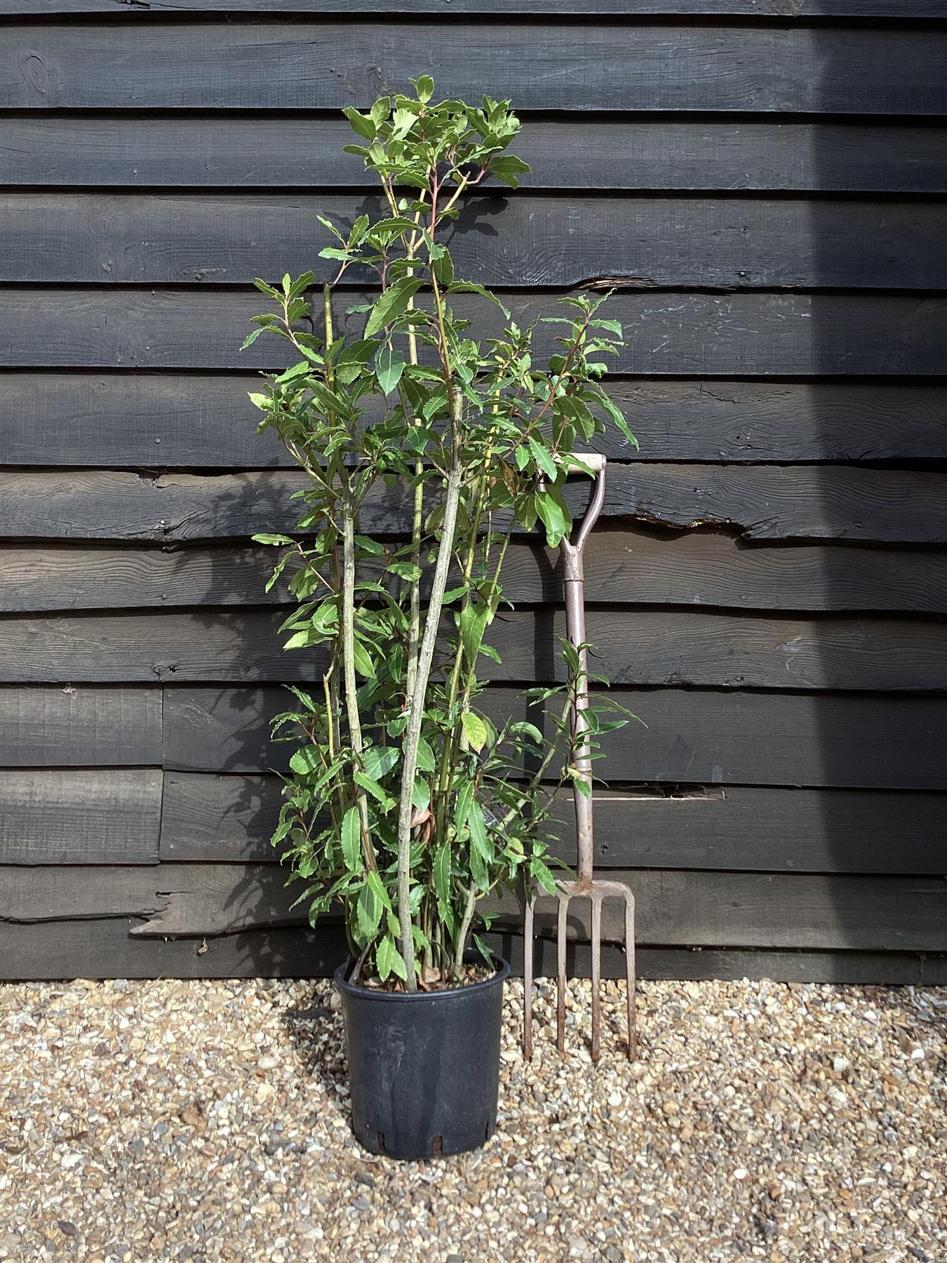 Laurus nobilis | Bay laurel - 100-150cm, 5lt