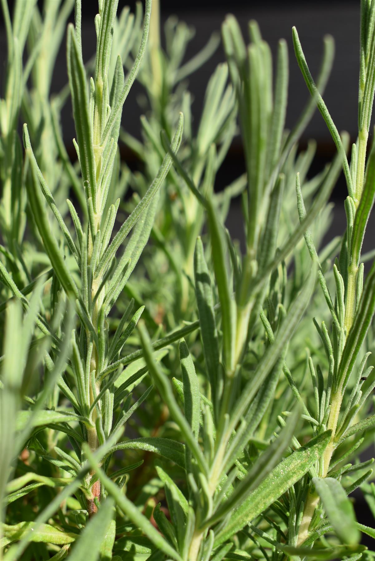 Lavandula stoechas Papillion | French Lavender - 10-30cm, 3lt