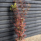 Japanese Maple | Acer palmatum 'Orange Lace' - Bushy - Height 100-130cm - 18-20lt