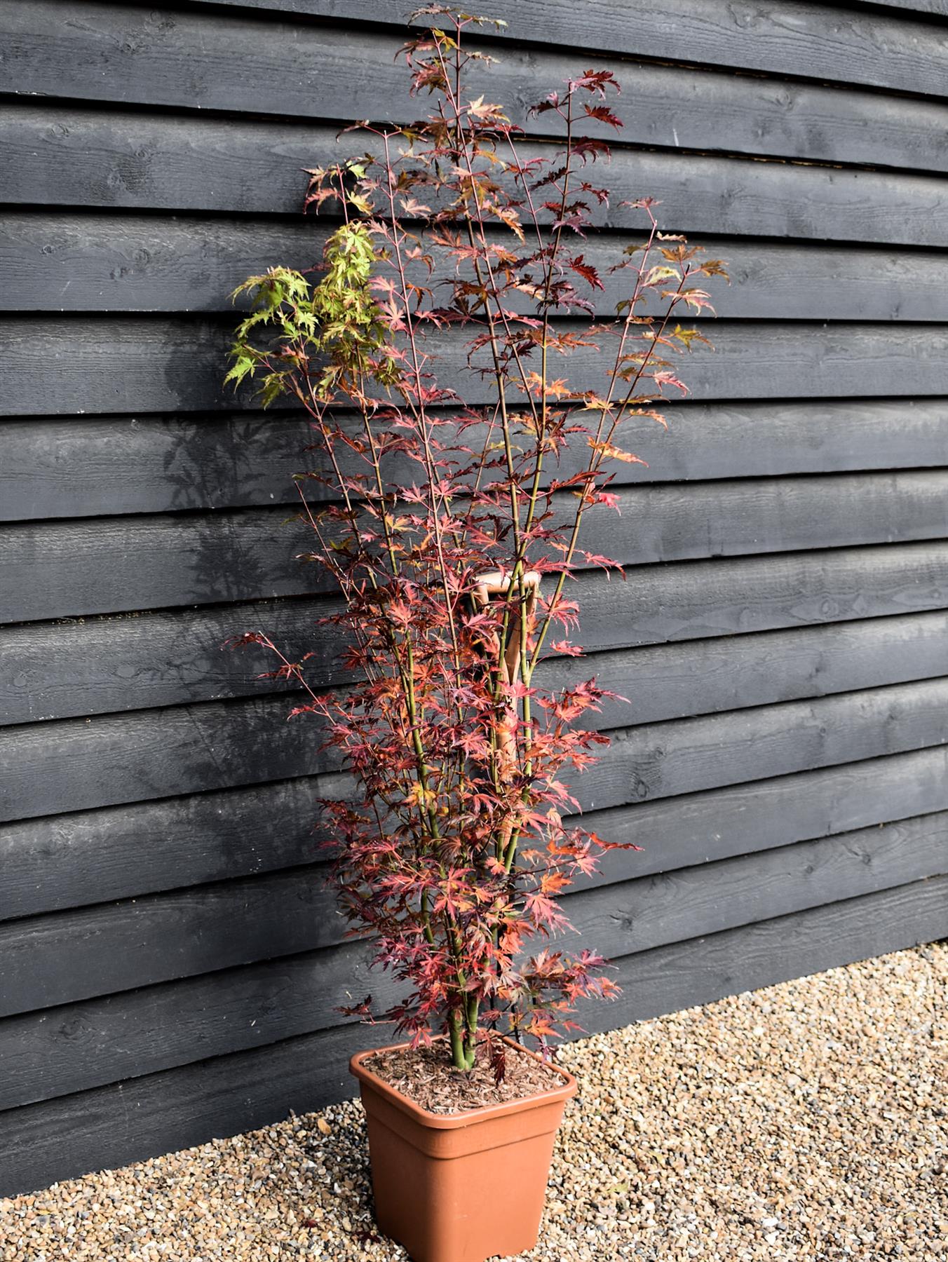 Japanese Maple | Acer palmatum 'Orange Lace' - Bushy - Height 100-130cm - 18-20lt