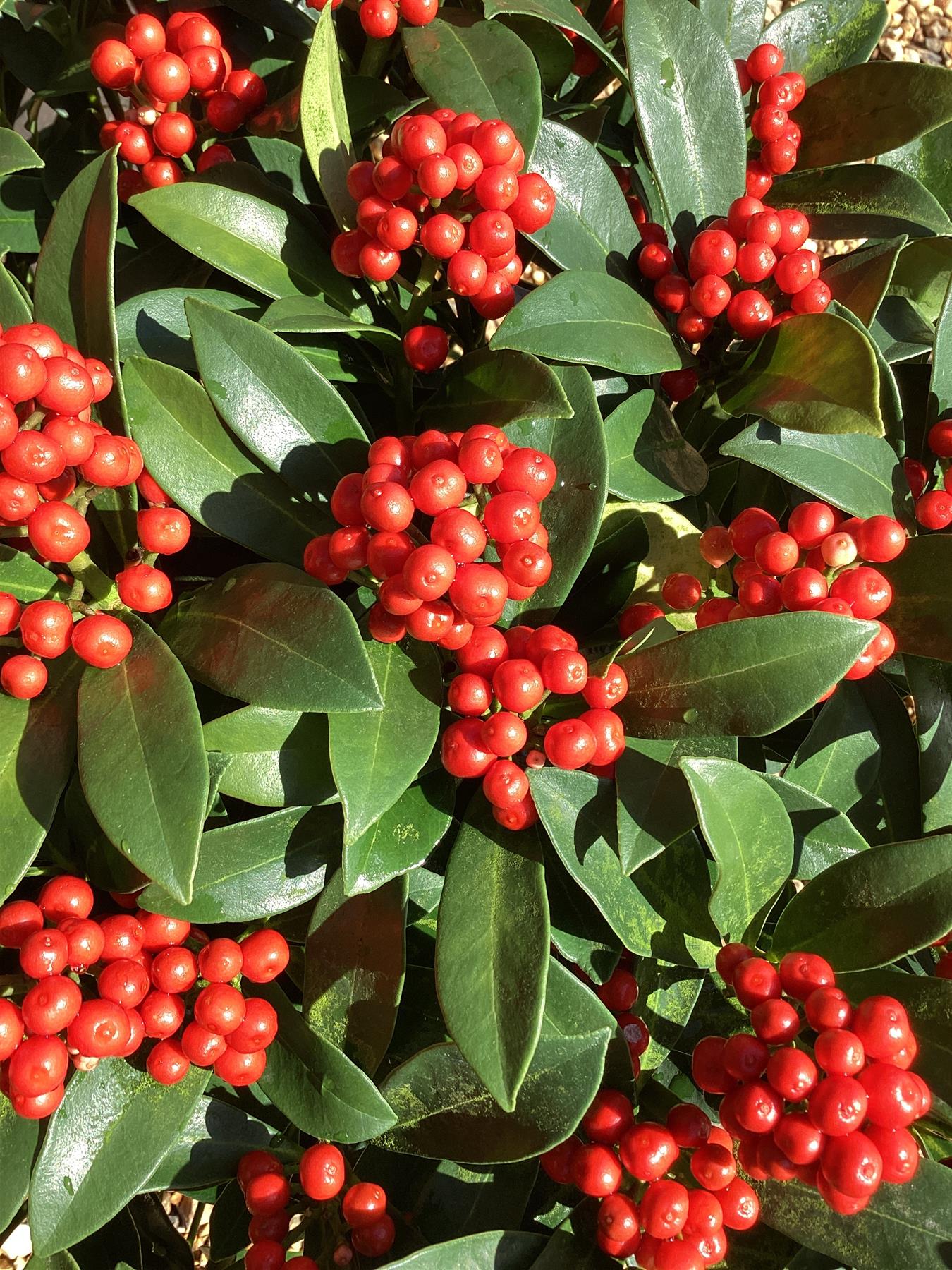 Skimmia Japonica Rubella | Japanese Skimmia - 70-80cm, 15lt