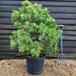 Pieris japonica Shrub - Bush - Height 100cm Width 70cm - 35lt