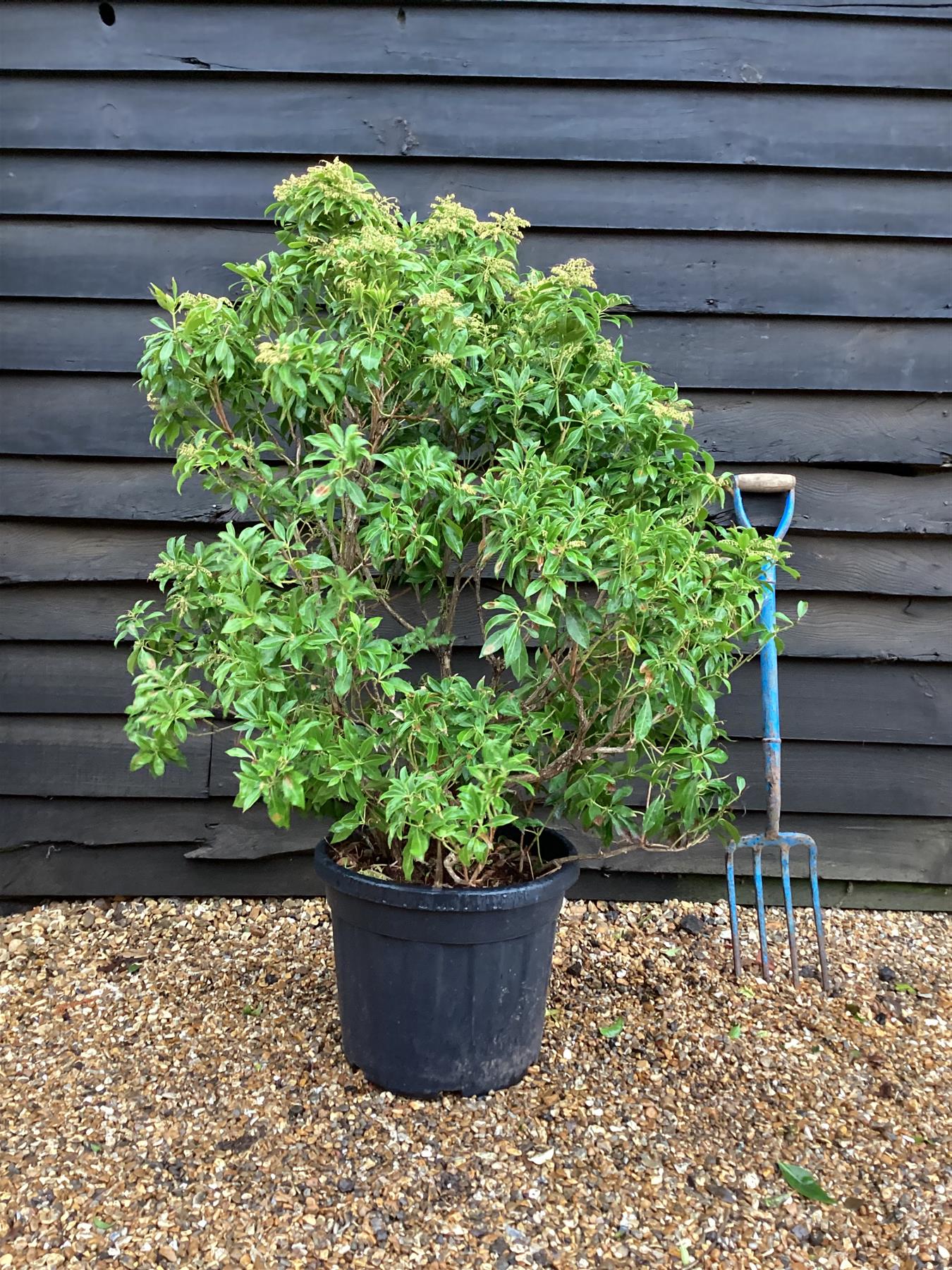 Pieris japonica Shrub - Bush - Height 100cm Width 70cm - 35lt